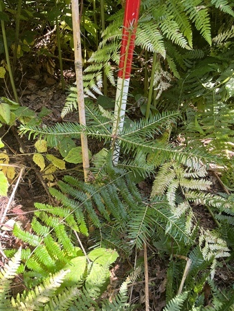 Wei�tanne_auf Dauerbeobachtungsfl�che_unter_Adlerfarn