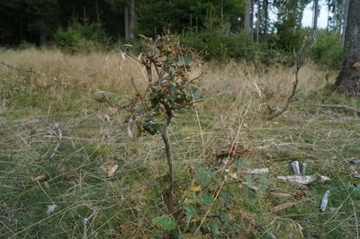 Buche verbissen Buche verbissen