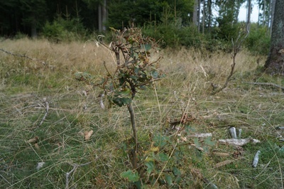 Buche verbissen