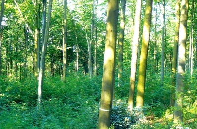 Üppige Naturverjüngung Üppige Naturverjüngung
