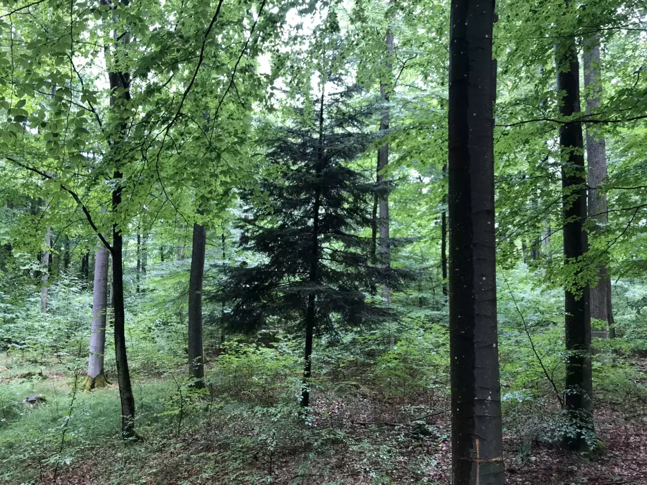 Symbolbild: 75 Jahre ANW Deutschland