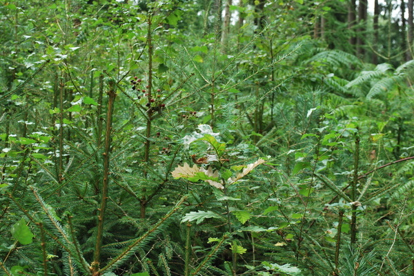 Revier Eppelborn_4